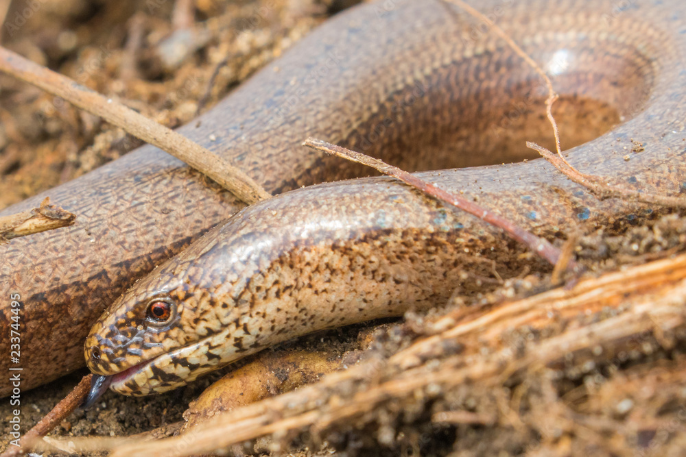 Fototapeta premium Slow Worm Close up of head (Anguis fragilis) Legless Lizard