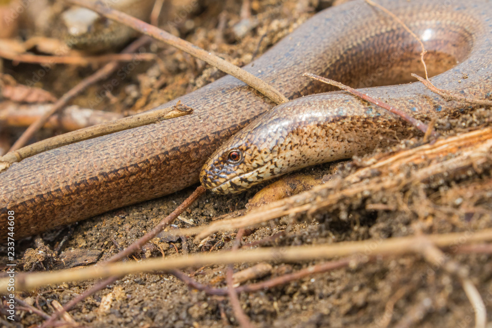 Slow Worm Close up of head (Anguis fragilis) Legless Lizard Slow Worm Close up of head (Anguis fragilis) Legless Lizard