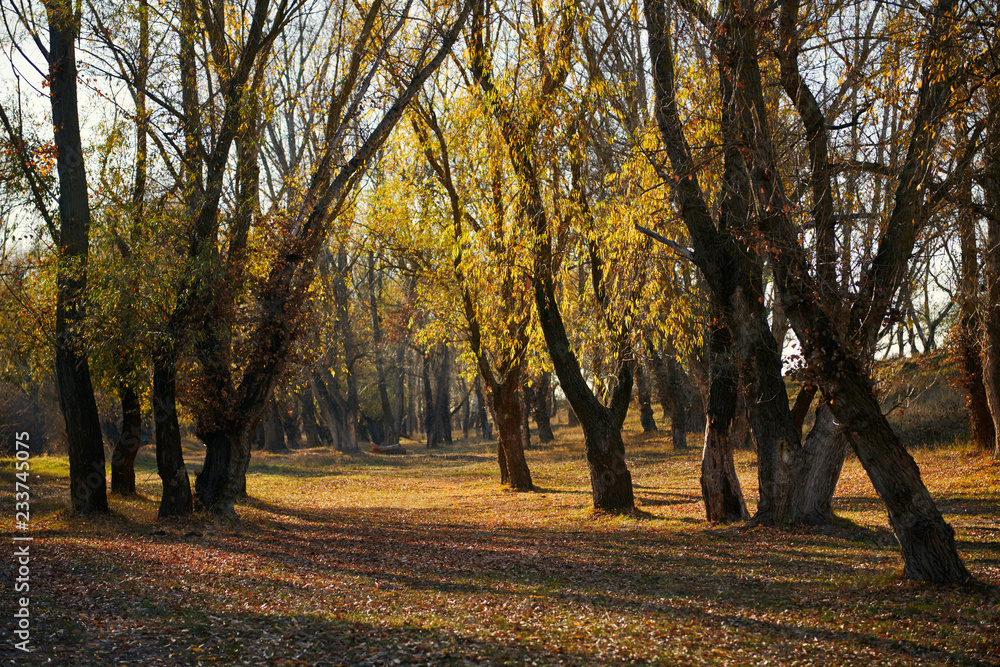 Naklejka premium beautiful trees in the autumn forest,bright sunlight at day