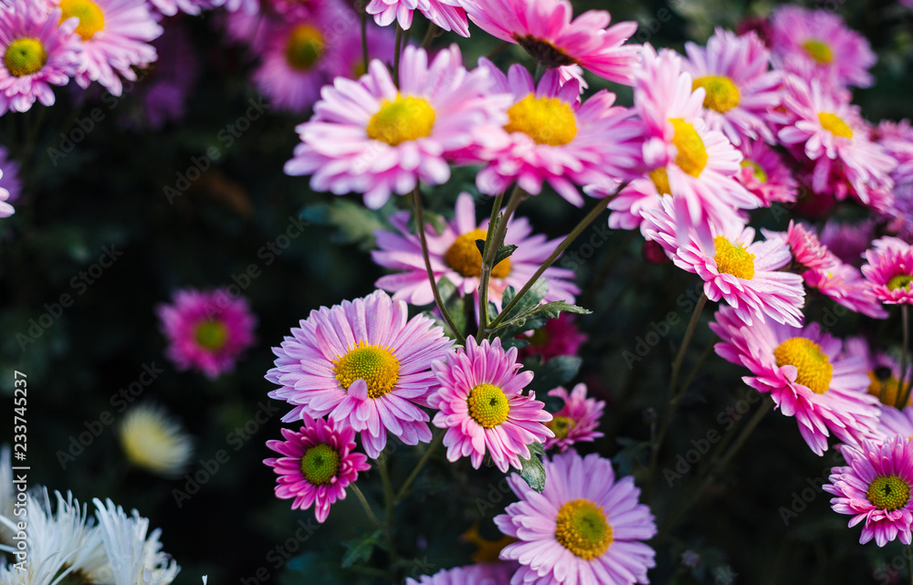 Chrysanthemums in the Nikitsky Botanical Garden, Crimea. flowers chrysanthemum, chrysanthemums in autumn, chrysanthemums annuals. Chrysanthemums in the Nikitsky Botanical Garden, Crimea. flowers chrysanthemum, chrysanthemums in autumn, chrysanthemums annuals.