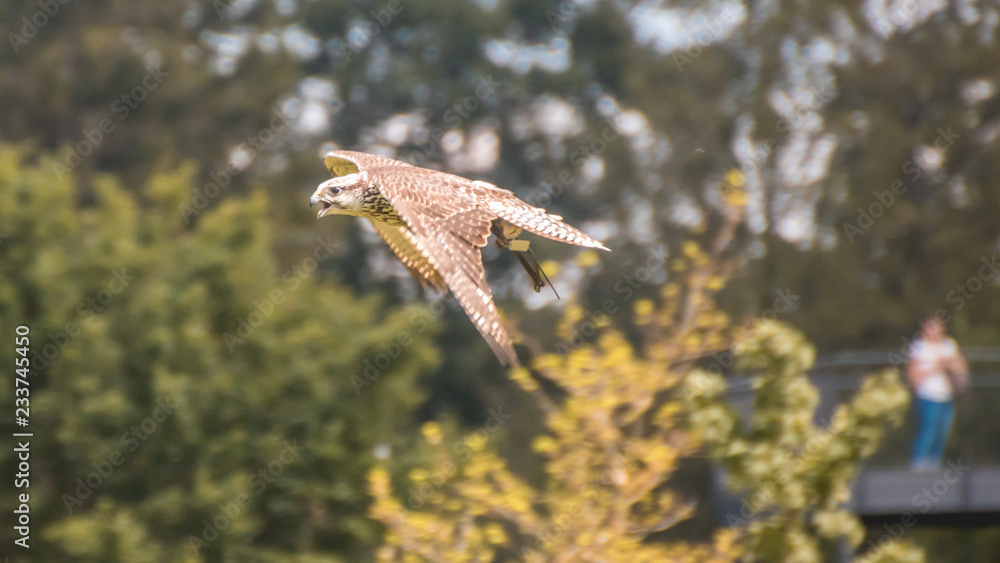 Fototapeta premium Falcon in flight