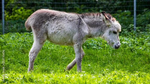 Cute donkey on a meadow
