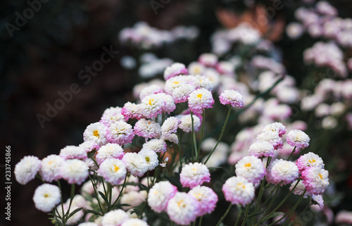 Chrysanthemums in the Nikitsky Botanical Garden, Crimea. flowers chrysanthemum, chrysanthemums in autumn, chrysanthemums annuals. photo