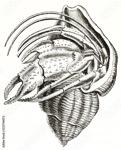 Ancient detailed illustration of a single isolated Pagurus bernhardus in its shell. By unidentified author published on Magasin Pittoresque Paris 1839 photo