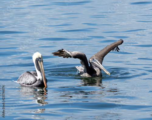 Two pelicans, one gray and white, the other brown and white with stretched wings, are swimming together in bright blue water.