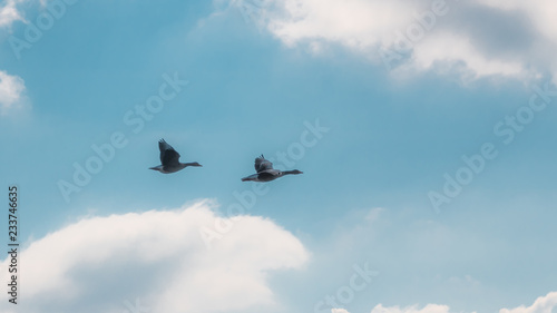 Geese in flight in front of blue sky with clouds