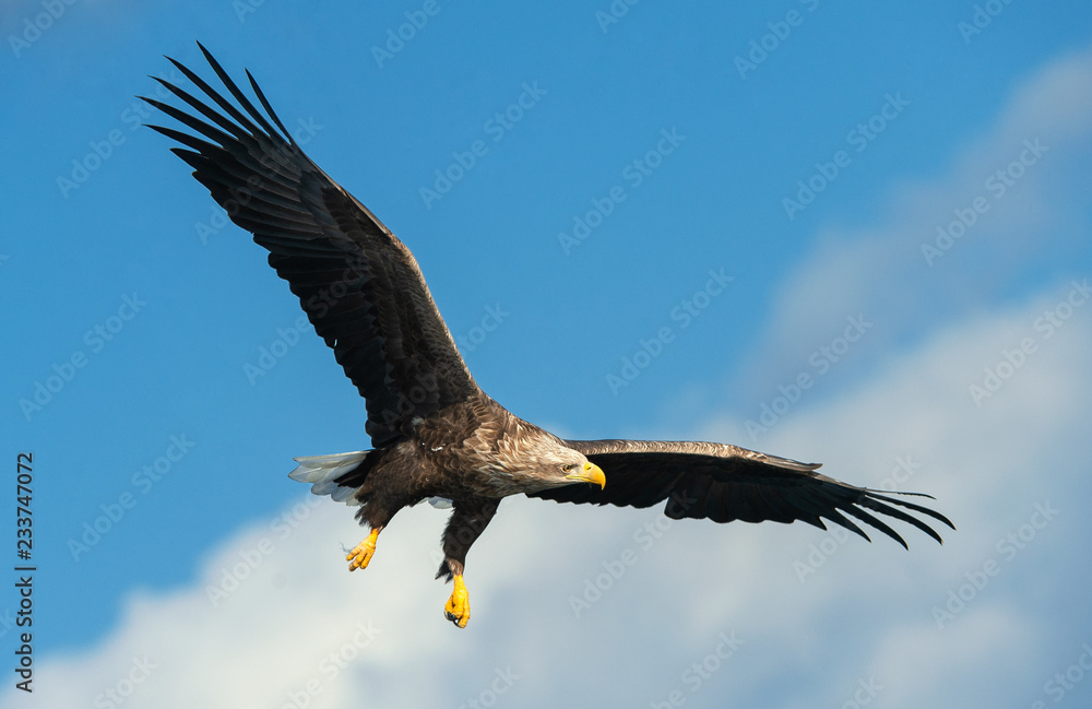 Fototapeta premium Adult White-tailed eagle in flight. Blue sky background. Scientific name: Haliaeetus albicilla, also known as the ern, erne, gray eagle, Eurasian sea eagle and white-tailed sea-eagle.