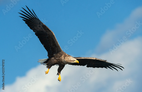 Adult White-tailed eagle in flight. Blue sky background. Scientific name: Haliaeetus albicilla, also known as the ern, erne, gray eagle, Eurasian sea eagle and white-tailed sea-eagle.