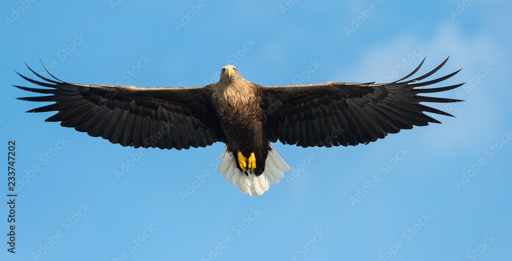 Fototapeta premium Adult White-tailed eagle in flight. Front view. Blue sky background. Scientific name: Haliaeetus albicilla, also known as the ern, erne, gray eagle, Eurasian sea eagle and white-tailed sea-eagle.