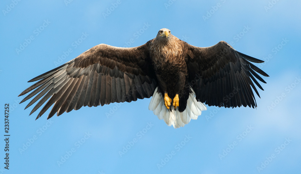 Naklejka premium Adult White-tailed eagle in flight. Front view. Blue sky background. Scientific name: Haliaeetus albicilla, also known as the ern, erne, gray eagle, Eurasian sea eagle and white-tailed sea-eagle.