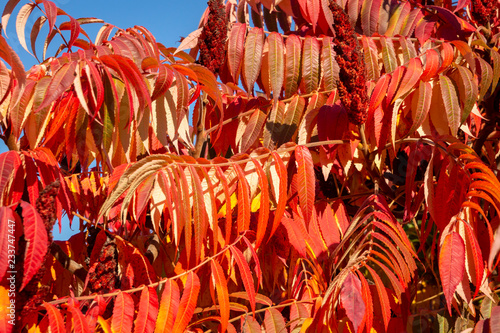 Autumn colors of the Rhus typhina  Staghorn sumac  Anacardiaceae . Red  orange  yellow and green leaves of sumac. Natural texture pattern background.