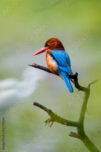 White-throated Kingfisher - Keoladeo Ghana National Park - Bharatpur - India © henk bogaard