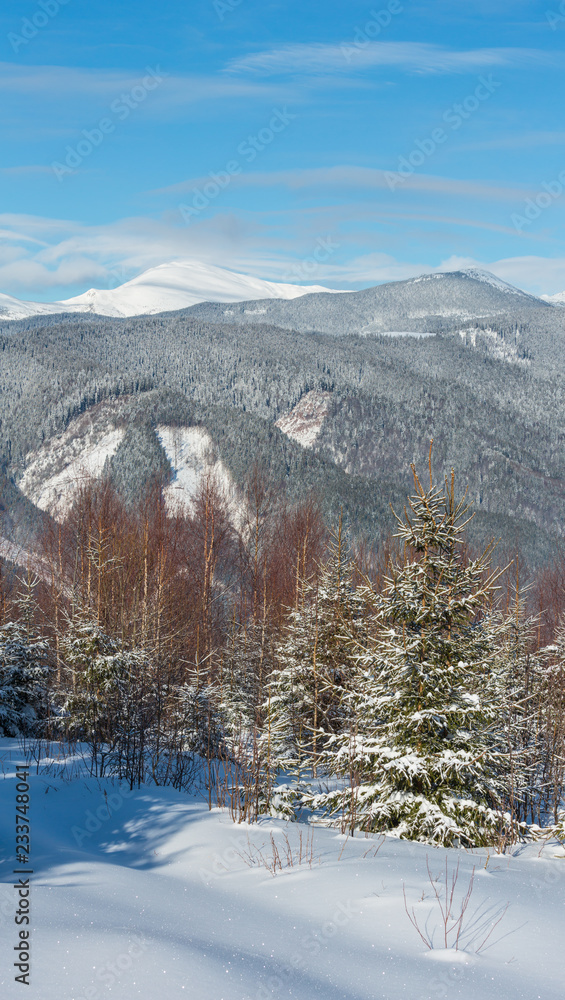 Fototapeta premium Winter morning Carpathian mountains, Ukraine