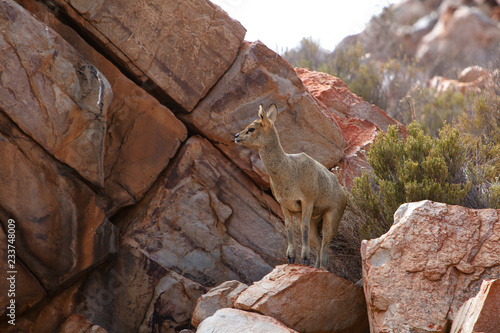 South Africa, Aquila Private Game Reserve, Klipspringer, Oreotragus oreotragus photo