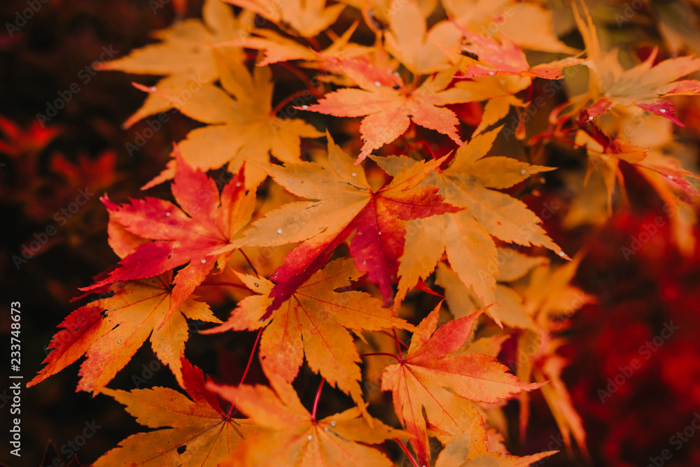 .Incredible autumnal and colorful landscapes of the city of Nikko in Japan. Travel Photography. .Incredible autumnal and colorful landscapes of the city of Nikko in Japan. Travel Photography.