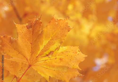 close up of maple tree leaf at fall