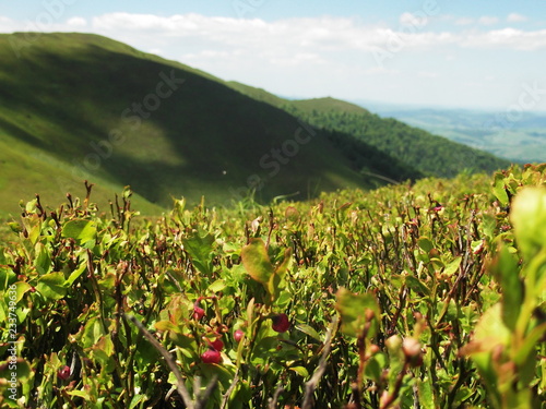 Obraz na płótnie nature w salonie