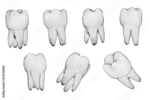 vector set of 3d teeth for dental medicine. isolated on white