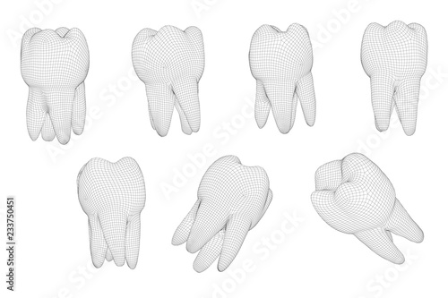 vector set of 3d teeth for dental medicine. isolated on white