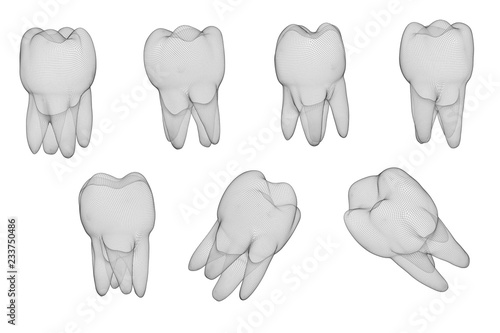 vector set of 3d teeth for dental medicine. isolated on white