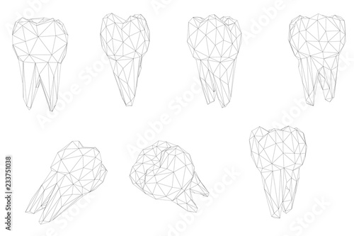 vector set of 3d teeth for dental medicine. isolated on white