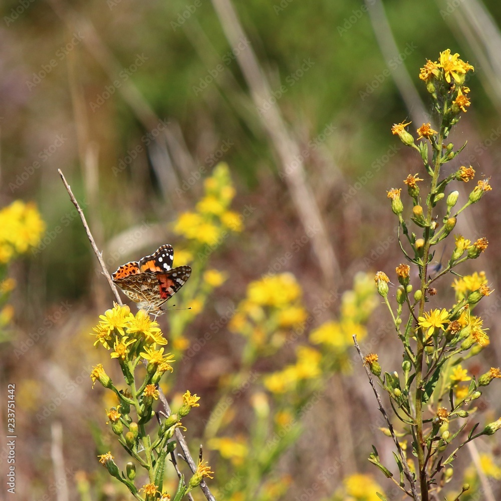 Butterfly painted lady (Vanessa cardui) on yellow flowers Butterfly painted lady (Vanessa cardui) on yellow flowers