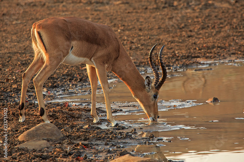 Single impala drinking