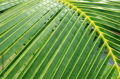 coconut palm leaves background