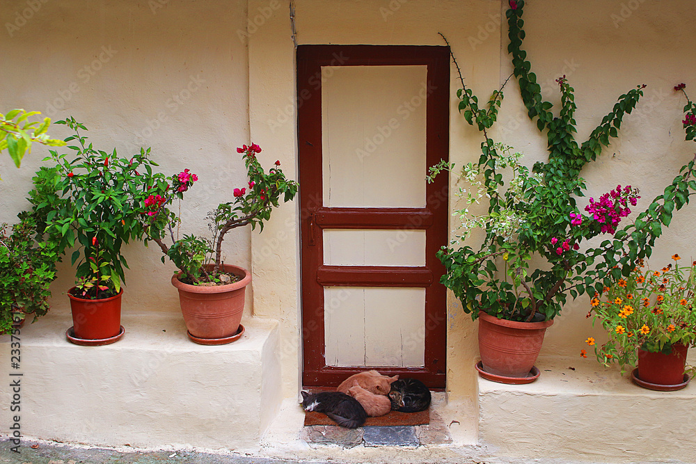 Cats sleeping at the doorsteps among lovely decorated flowerpots Cats sleeping at the doorsteps among lovely decorated flowerpots