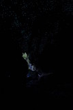 Glow worm in Mystery cave near Geevestone, Tasmania, Australia