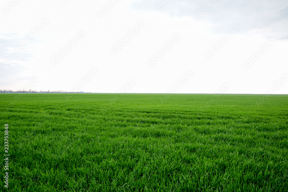 Field of young green barley