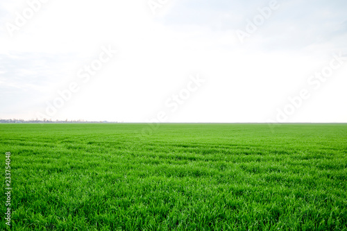 Field of young green barley