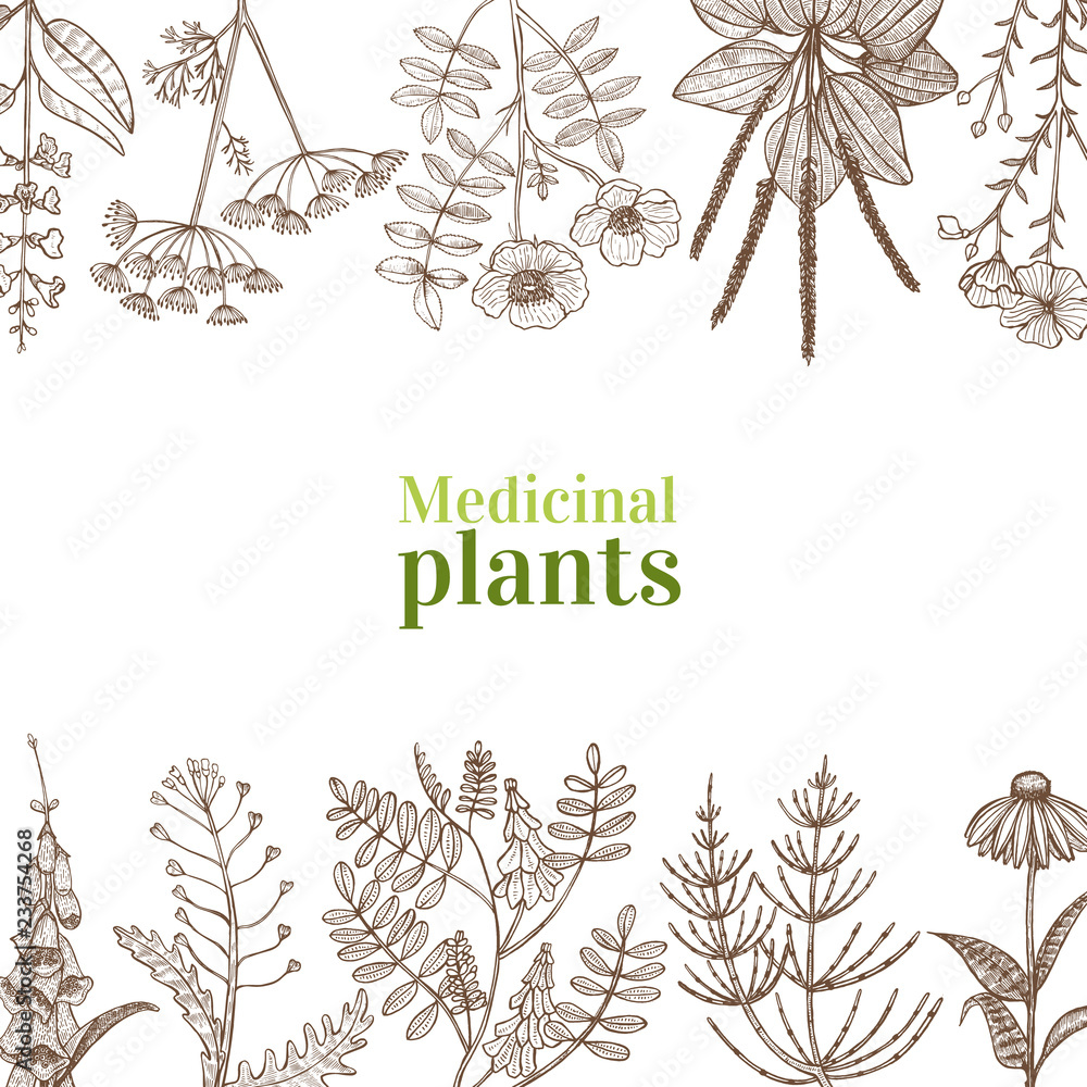 Template with Medicinal Plants in Hand-Drawn Style