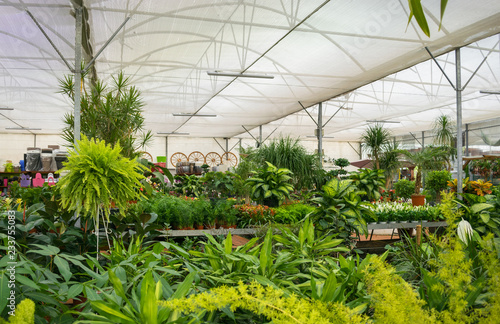 Various types of plants and gardening objects inside a nursery
