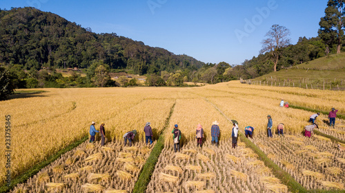 Foto Golden organic Rice Field on Harvesting Rice By Hand by Farmer in Thailand