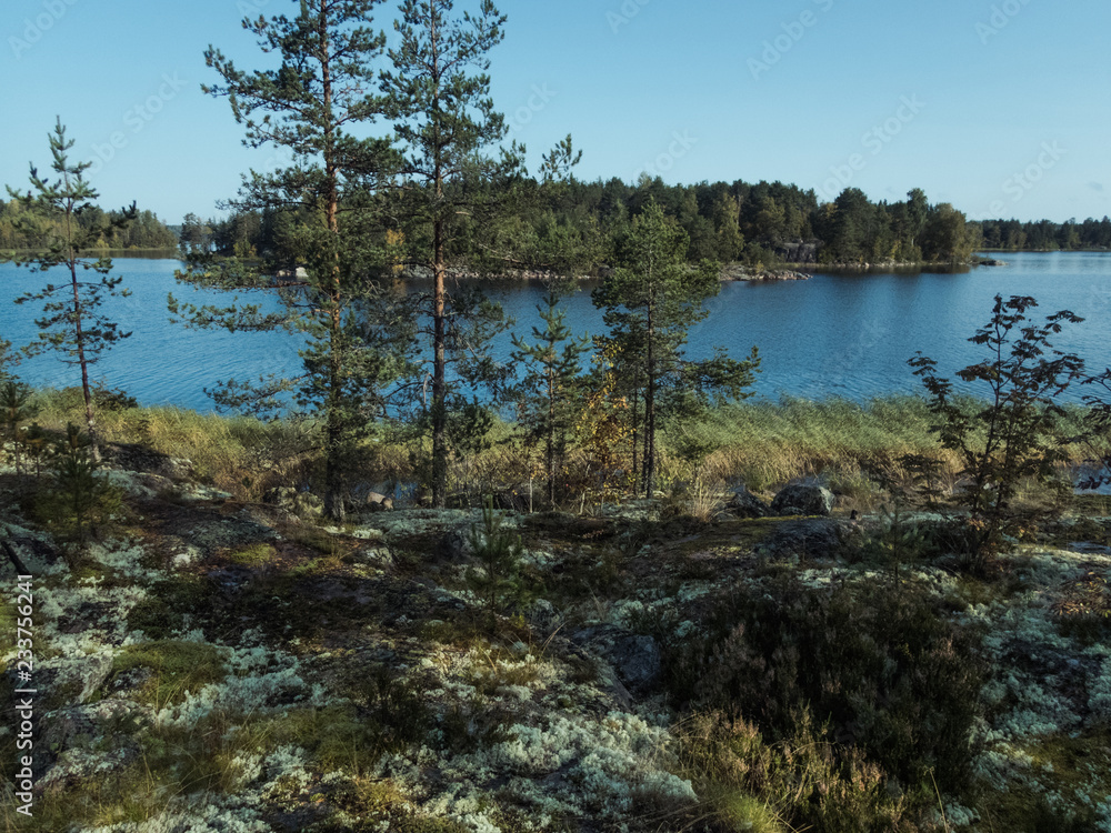 Obraz premium Islands of Lake Ladoga. Northern landscape with young pines, moss, stones and a lake on a sunny autumn day.