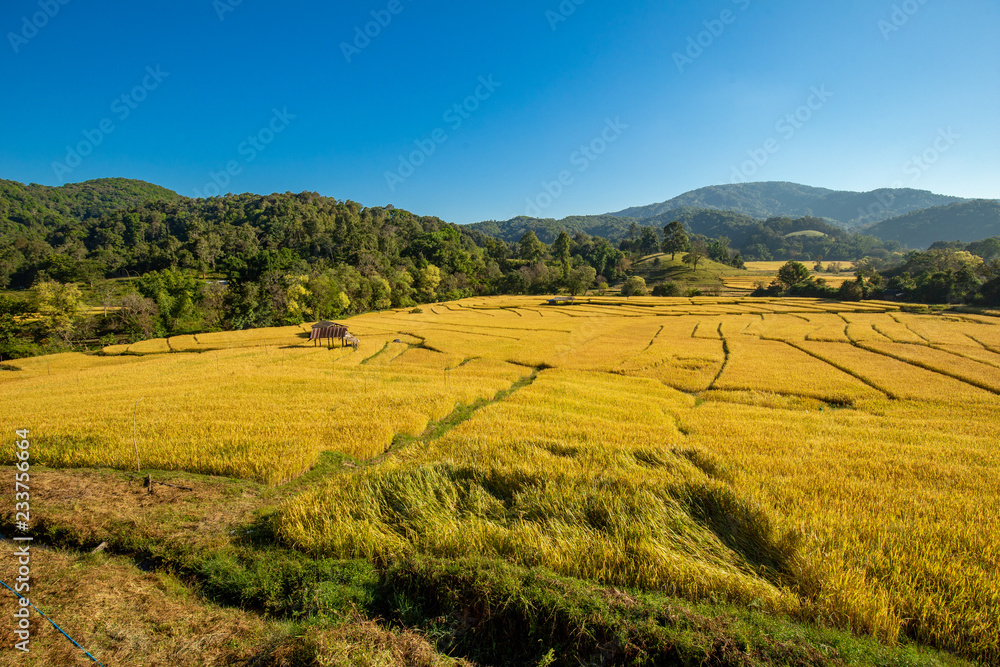 Beautiful landscape view of rice terraces and house