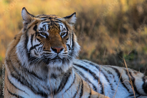 Portrait of a male tiger - Tiger Canyons Game Reserve - South Africa