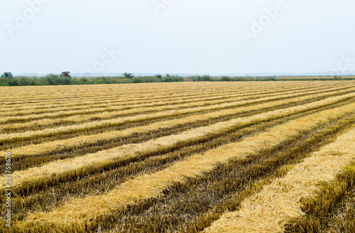 Field rice harvest began.
