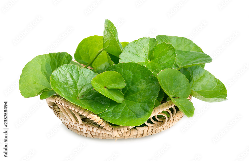 Centella asiatica, Asiatic Pennywort on white background Centella asiatica, Asiatic Pennywort on white background