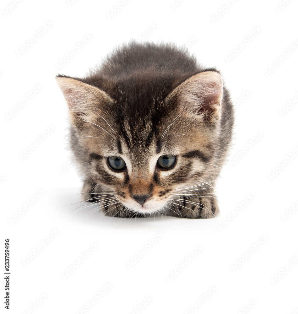 Obraz premium tabby laying down on white