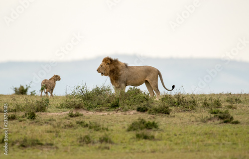 Male lion and cheetah in Masai Mara Gsme Reserve  Kenya