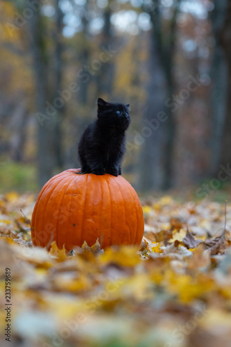 black kitten sitting on pumplin in forest photo