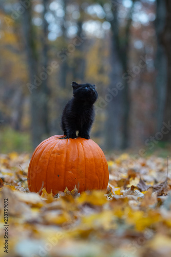 black kitten sitting on pumplin in forest