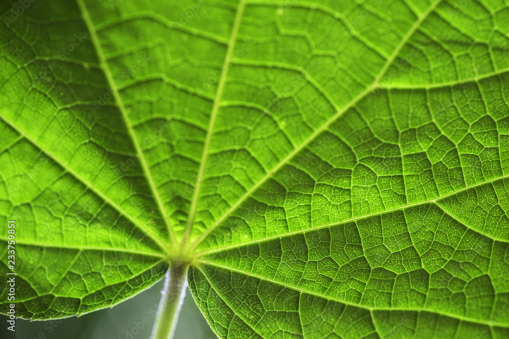 Close up of a green leaf with backlight and with selective focus showing texture Close up of a green leaf with backlight and with selective focus showing texture