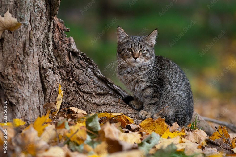 Tabby cat and fall colors