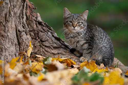 Tabby cat and fall colors