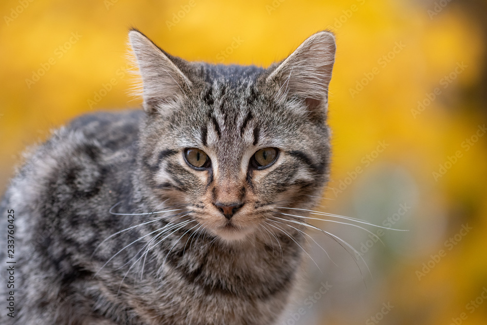 Cute tabby cat with yellow background Cute tabby cat with yellow background