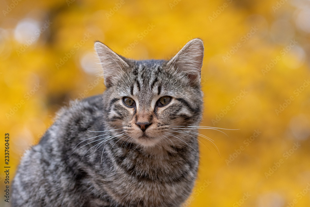 Cute tabby cat with yellow background