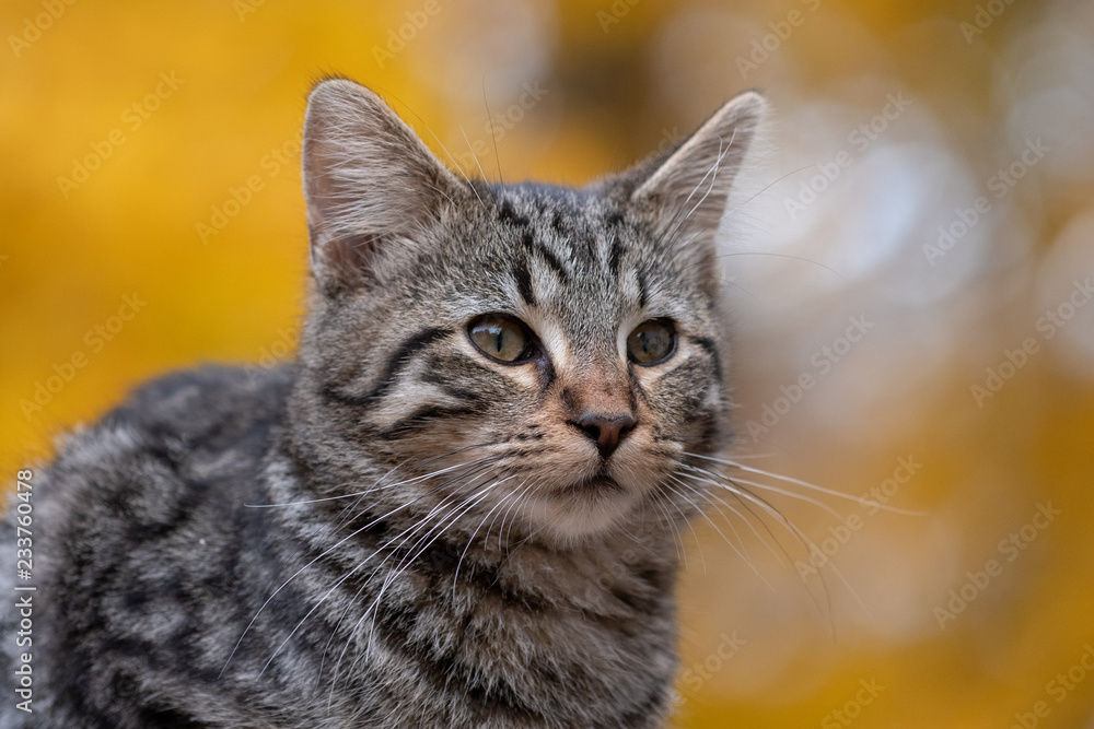 Cute tabby cat with yellow background Cute tabby cat with yellow background
